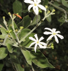 Jasminum fluminense fluminense