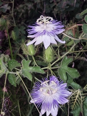Passiflora arizonica