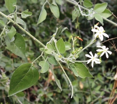 Jasminum fluminense fluminense