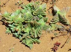 Crassula capitella thyrsiflora