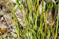 Carex dolomitica