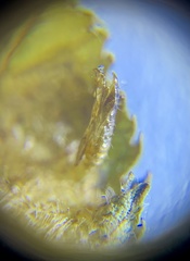 Phyllonorycter alaskana