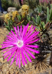 Lampranthus coralliflorus