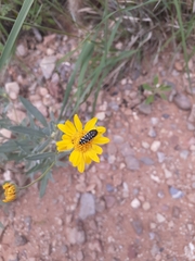 Acmaeodera solitaria