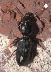 Clivina dentipes
