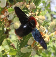 Xylocopa flavorufa