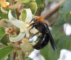 Campsomeriella