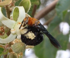 Campsomeriella