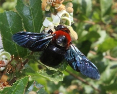 Xylocopa flavorufa