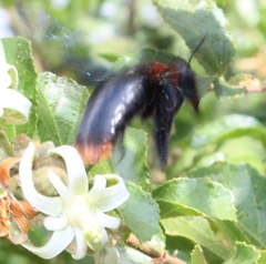 Xylocopa flavorufa
