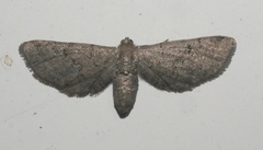 Exelis pyrolaria
