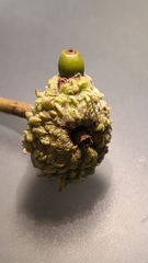 Callirhytis glandulus