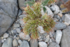 Phacelia leptosepala