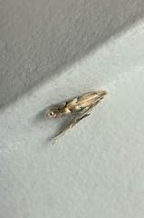 Phyllonorycter alaskana