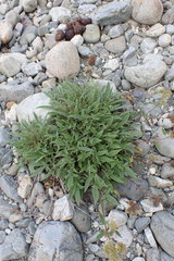 Phacelia leptosepala