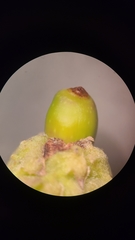 Callirhytis glandulus