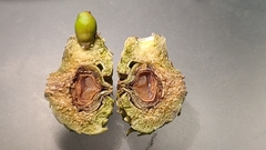 Callirhytis glandulus