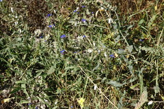 Anchusa leptophylla