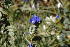 Anchusa leptophylla