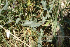 Anchusa leptophylla