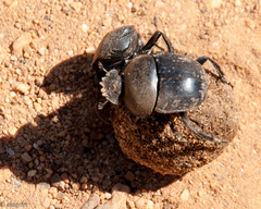 Scarabaeus convexus