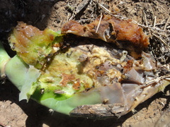 Cactoblastis cactorum