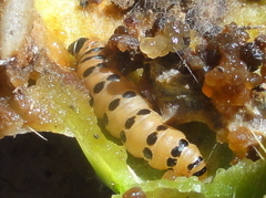 Cactoblastis cactorum