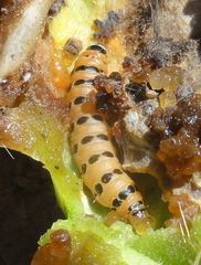 Cactoblastis cactorum