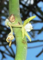 Cynanchum viminale viminale