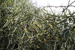 Cynanchum viminale viminale