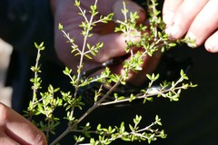 Coprosma obconica