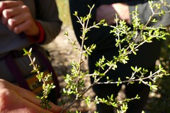 Coprosma obconica