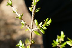 Coprosma obconica
