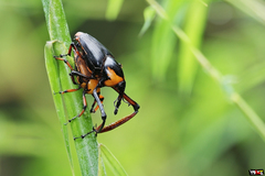 Cyrtotrachelus rufopectinipes
