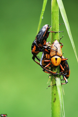 Cyrtotrachelus rufopectinipes