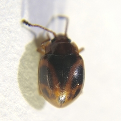 Acinaces laceratus