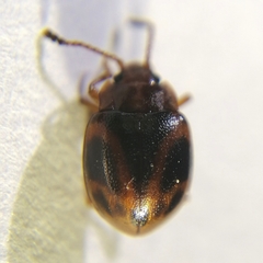 Acinaces laceratus
