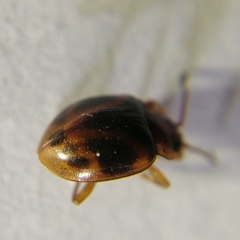 Acinaces laceratus