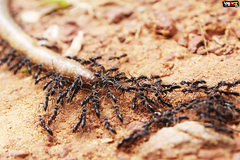 Leptogenys cyanicatena