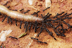 Leptogenys cyanicatena