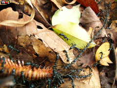 Leptogenys cyanicatena