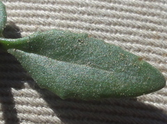 Chaenostoma halimifolium