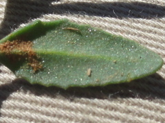 Chaenostoma halimifolium