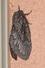 Gloveria arizonensis