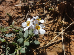 Chaenostoma halimifolium
