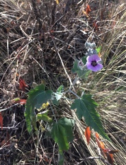 Sphaeralcea brevipes