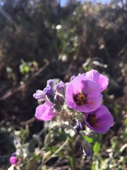 Sphaeralcea brevipes