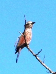 Coracias naevius mosambicus