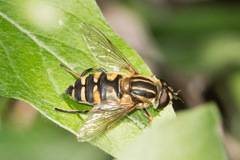 Helophilus neoaffinis