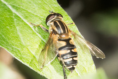 Helophilus neoaffinis